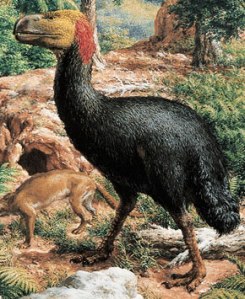 The "terror bird" Gastornis (http://research.amnh.org/)