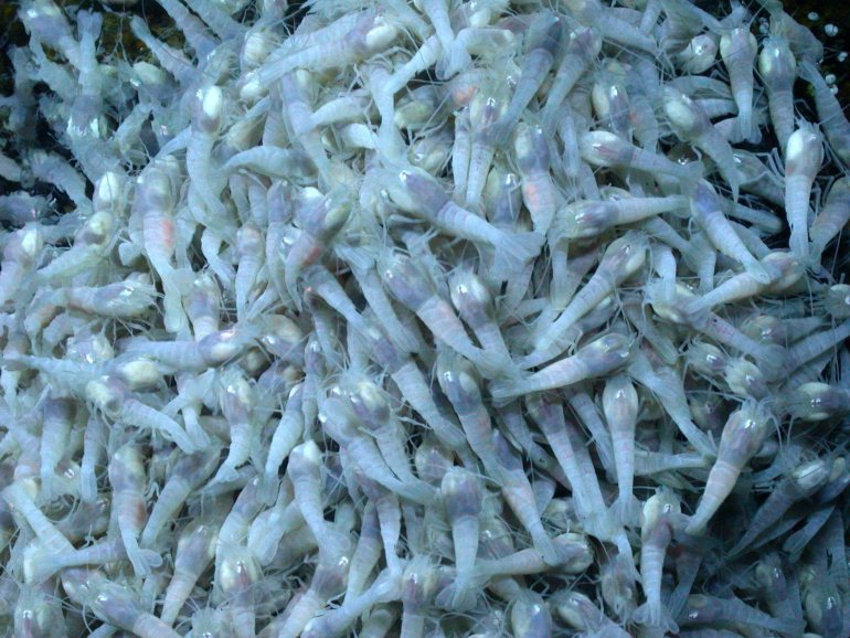 NASA: Extreme shrimp may hold clues to alien life